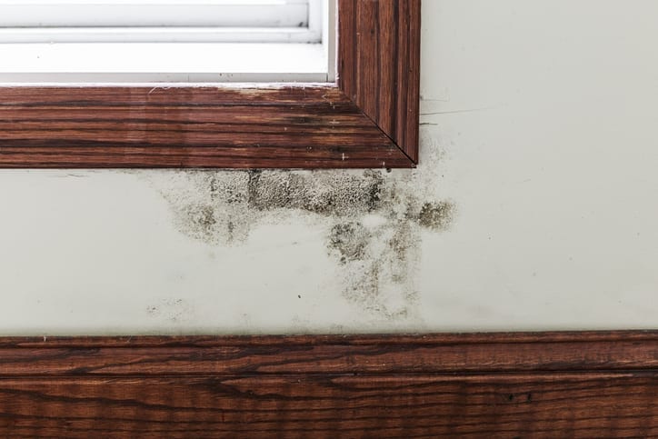 A Brief Guide to Mold, Moisture and Your Home